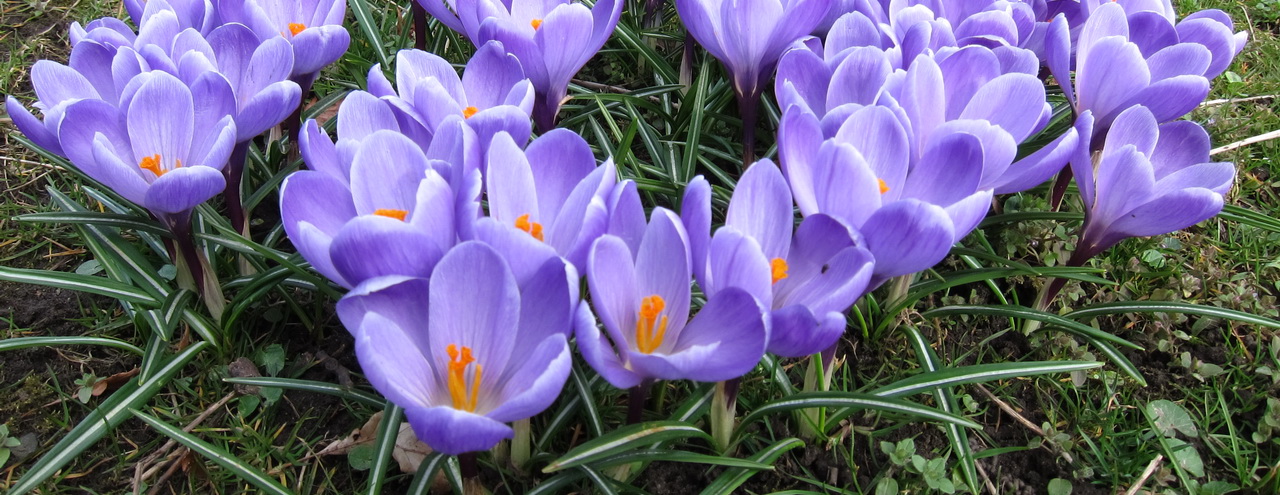 Krokus